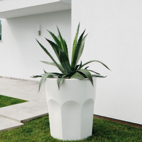 PLUST CUBALIBRE H 98